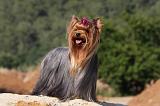 YORKSHIRE TERRIER 523